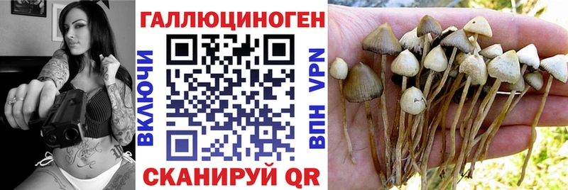 где купить   Братск  гидра сайт  Псилоцибиновые грибы прущие грибы 